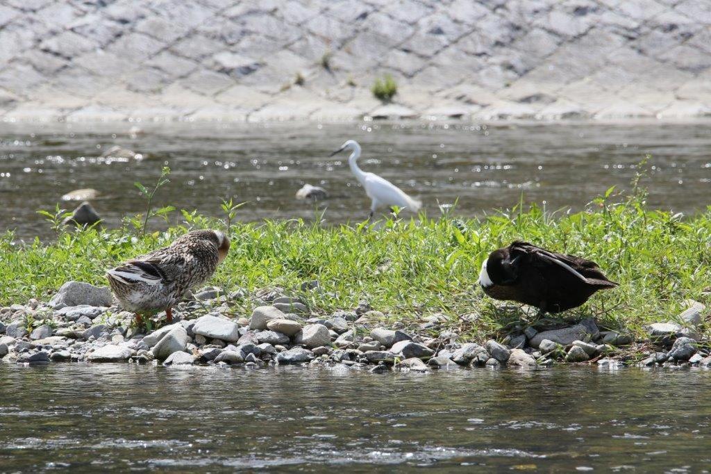 Vila Kamogawa Nanajo Kjóto Exteriér fotografie
